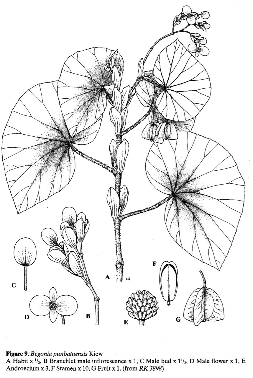 B. punbatuensis